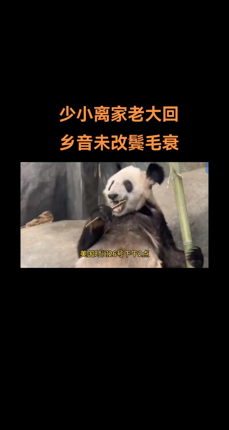 少小离家白发回打一生肖:少小离家白发回是什么意思