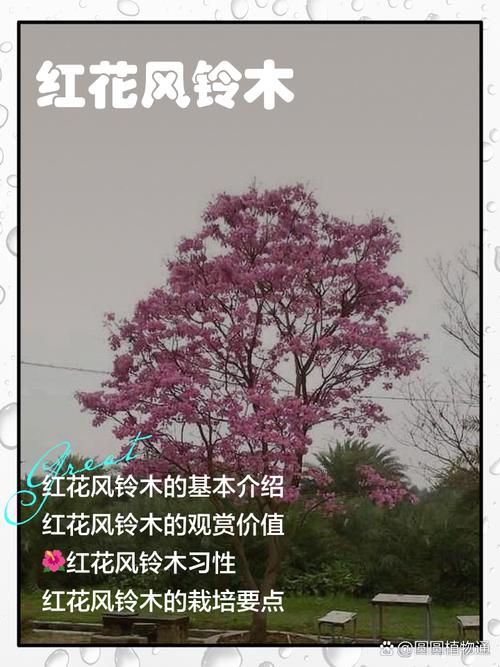 春天里头开红花是什么生肖:4 13算一算春天里头开红花是什么生肖