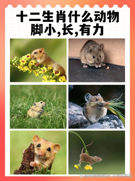 “一夜醒来成富翁，玉手和烟弄一枝”是什么生肖动物的简单介绍