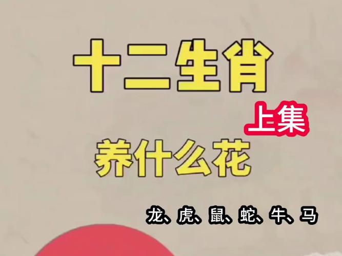 今期生肖开红花什么意思:今期生肖带红花是什么意思