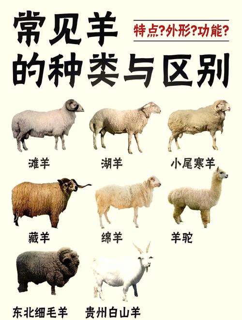 包含今期生肖羊前后是什么意思的词条