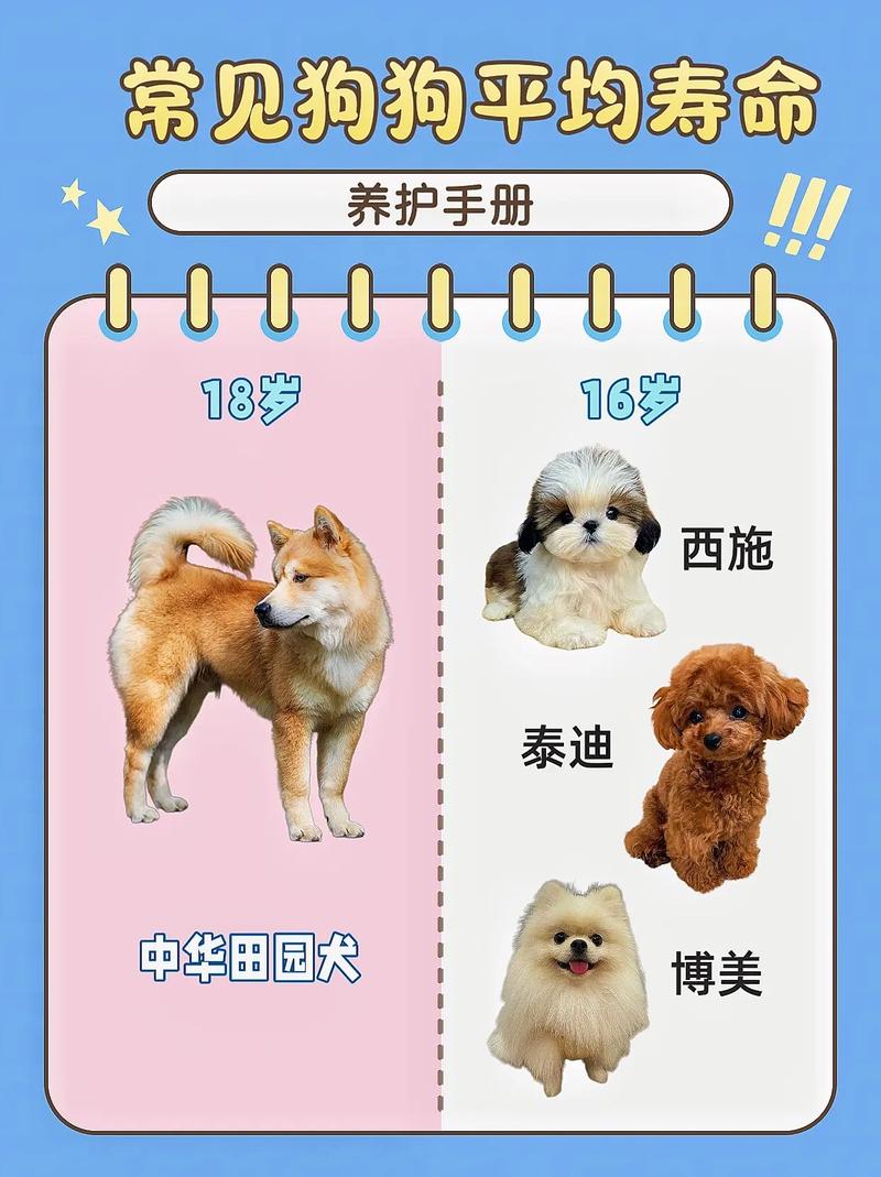 狗狗寿命一览表:狗狗临死前的15个征兆
