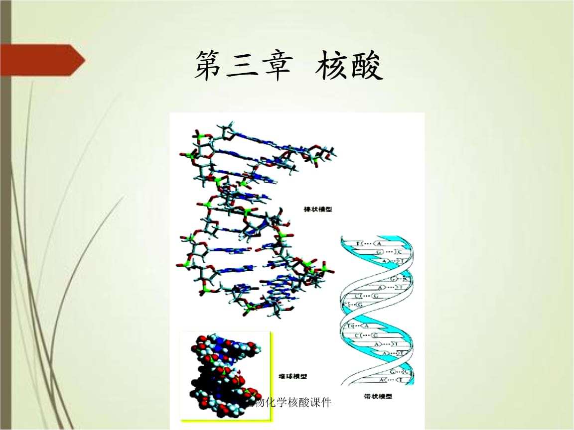 生物化学TG是什么意思_生物化学gpt什么的缩写