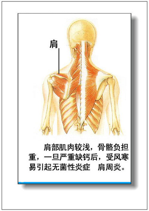 关于身体器官什么部位缩写是TG的信息