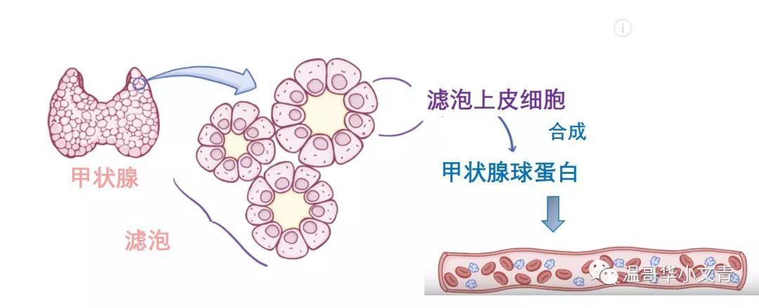 验血TG是什么_验血TG是什么指标