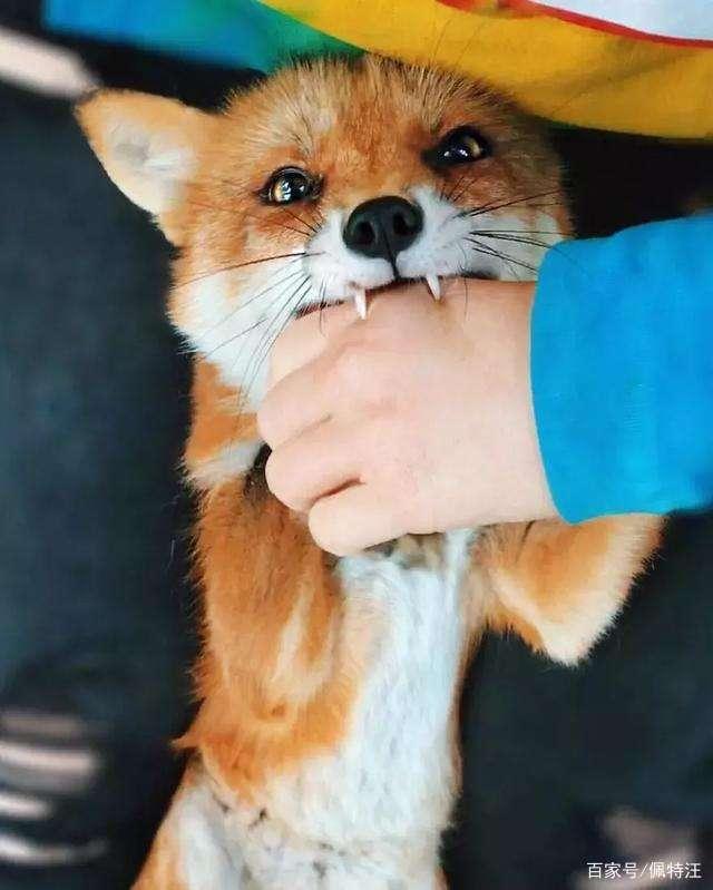 狐狸能卖吗_狐狸卖药视频