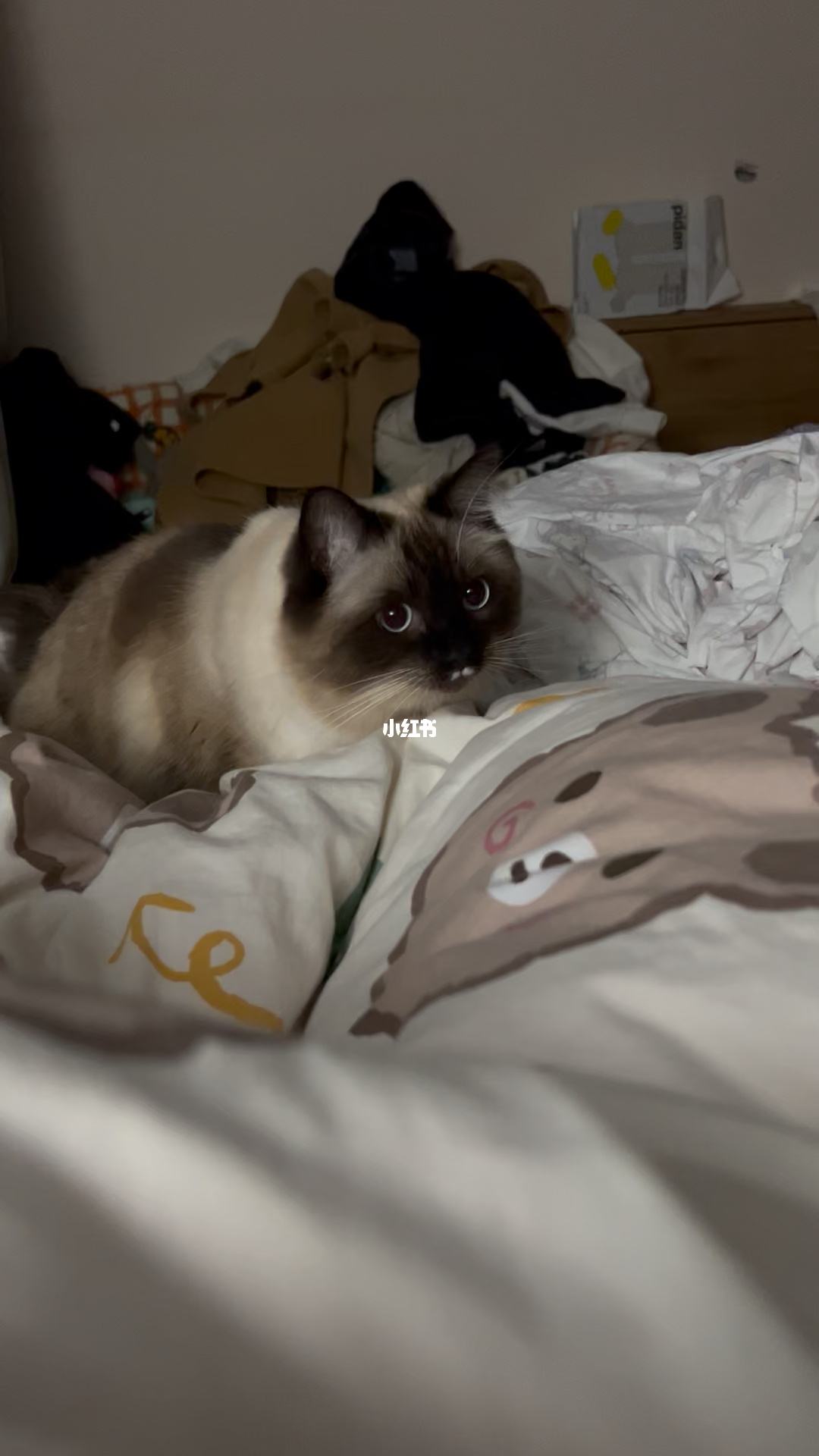 小猫发电报是什么意思_猫咪像发电报一样叫什么意思