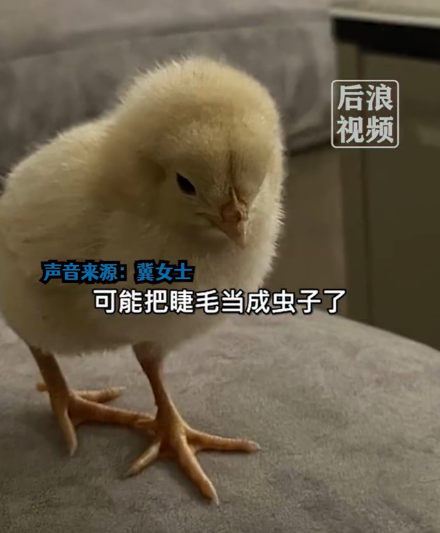 电报猴子骂人视频_电报猴原视频无消音