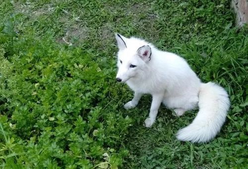 狐狸能卖吗_狐狸宠物哪里有卖