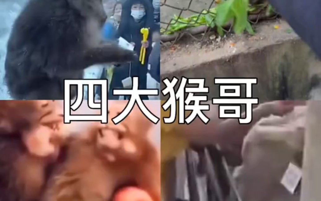 电报猴到底说的什么的简单介绍