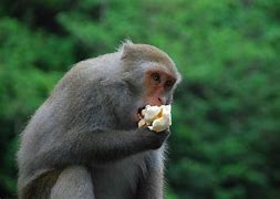 猴子电报员无消音的简单介绍