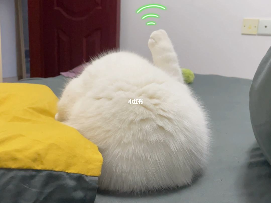 小猫发电报是什么意思_小猫呼噜呼噜响是什么意思