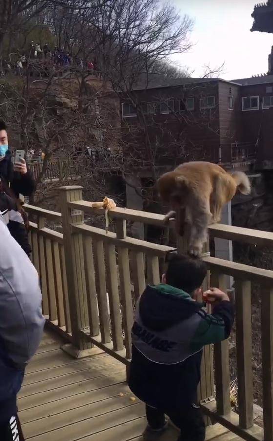 花果山电报猴的视频_花果山电报猴无消音原音