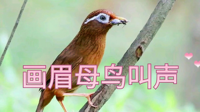电报声音的叫声_骂人电报声音原声