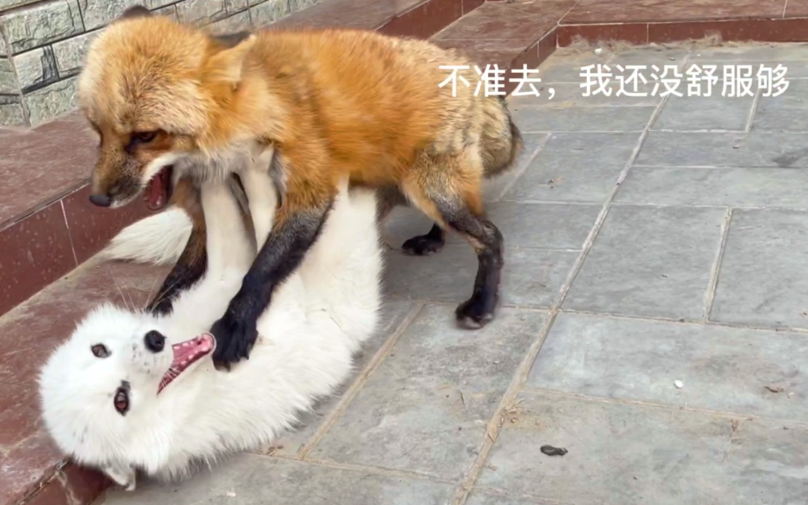 红狐小狐狸_我想看红狐狸