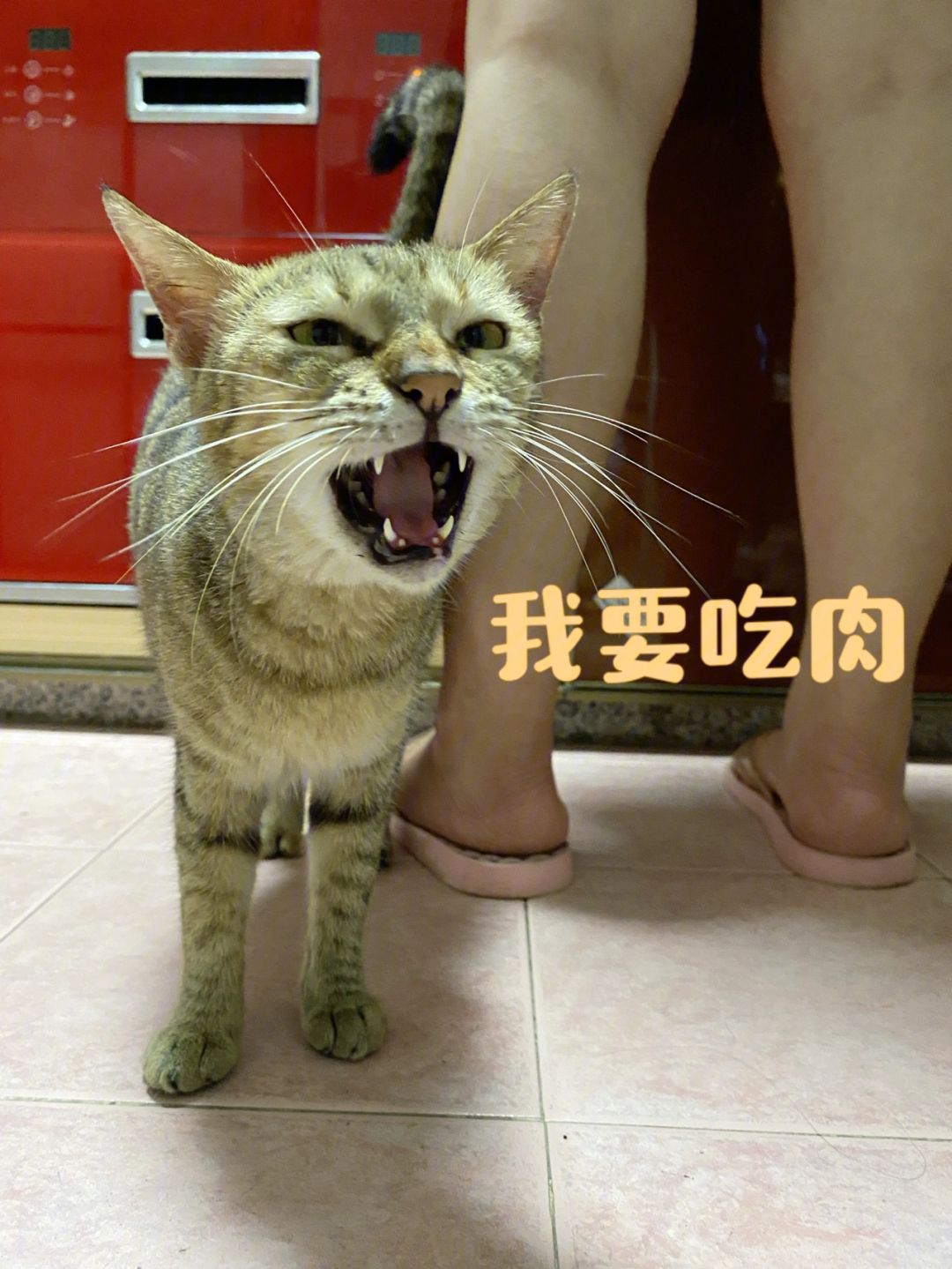 孙悟空电报员口吐芬芳_孙悟空电报员原视频无电报