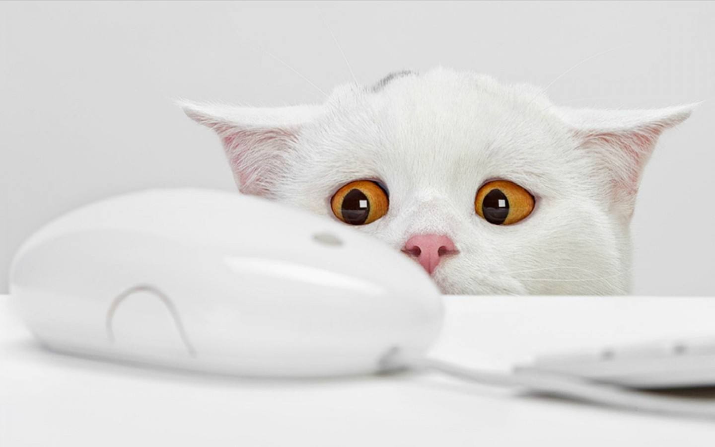 猫咪社区官网址一_猫咪社区官网杀毒系统