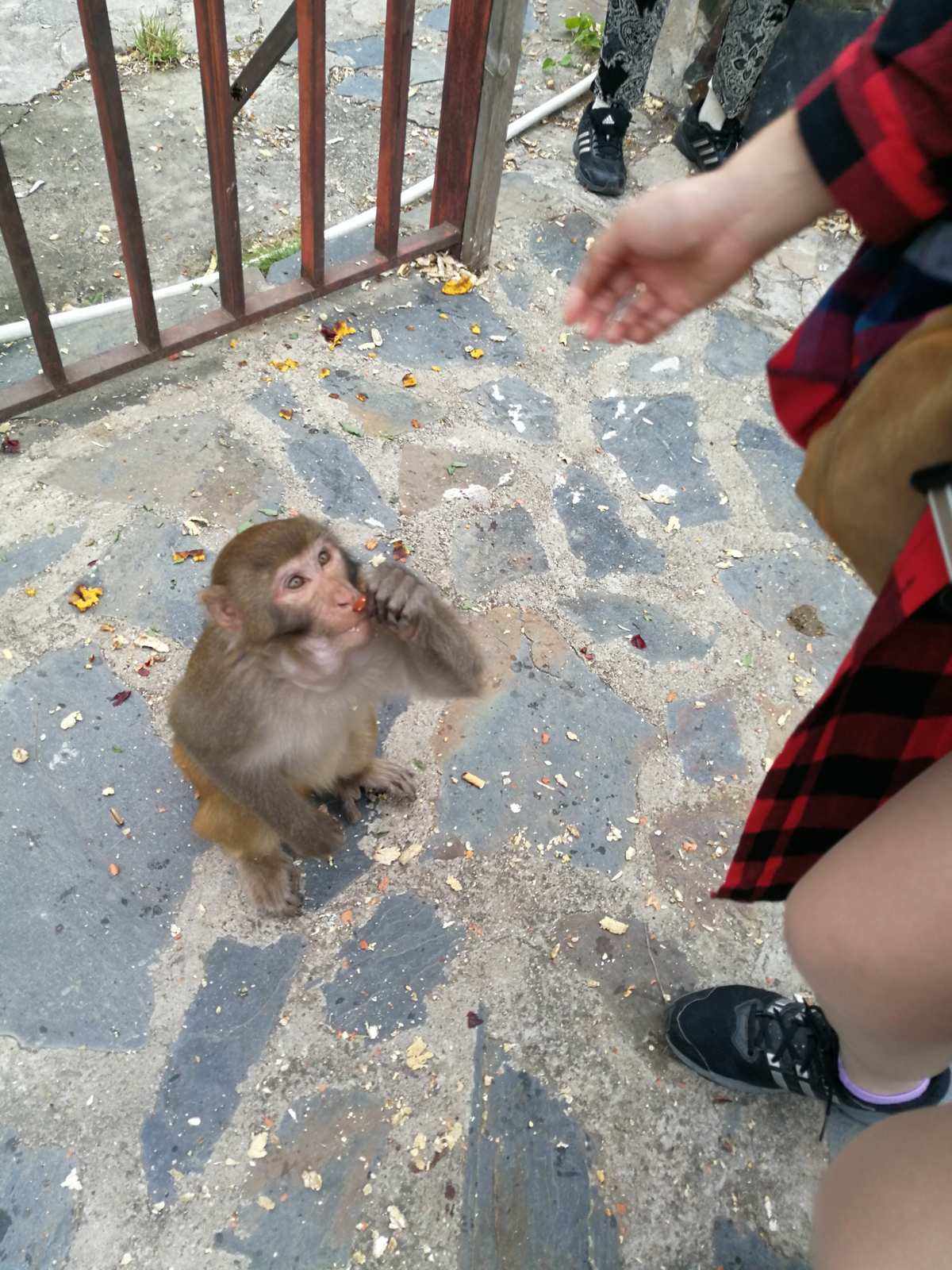 花果山电报猴台词、花果山电报员搞笑视频