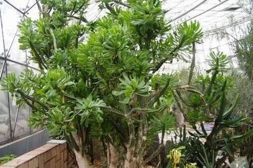 K豆能充值什么游戏、充k币哪个平台最优惠