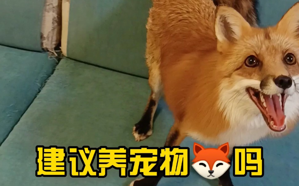 养狐狸能做啥、养狐狸能赚钱吗