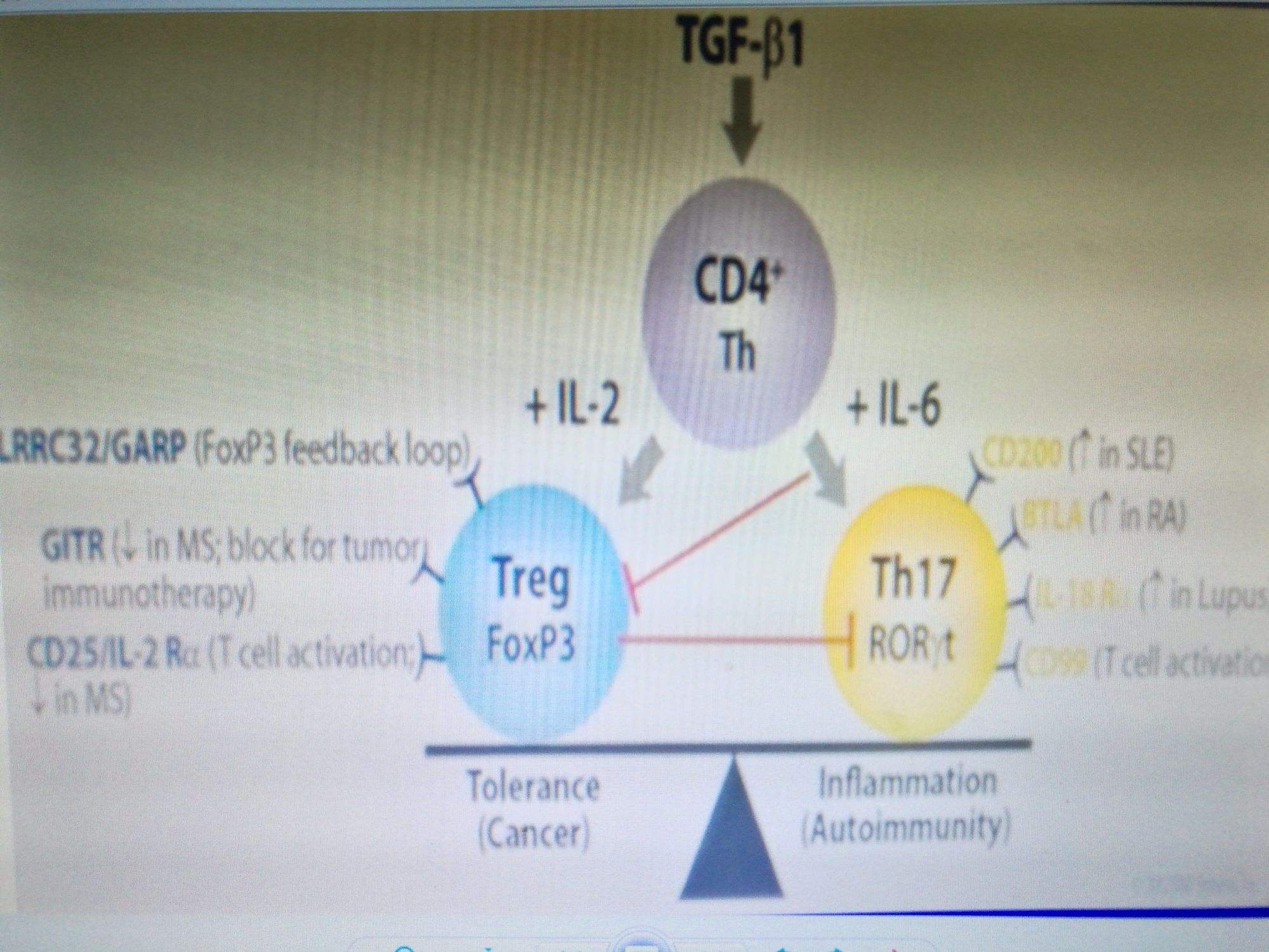 treg、tregs细胞怎么读