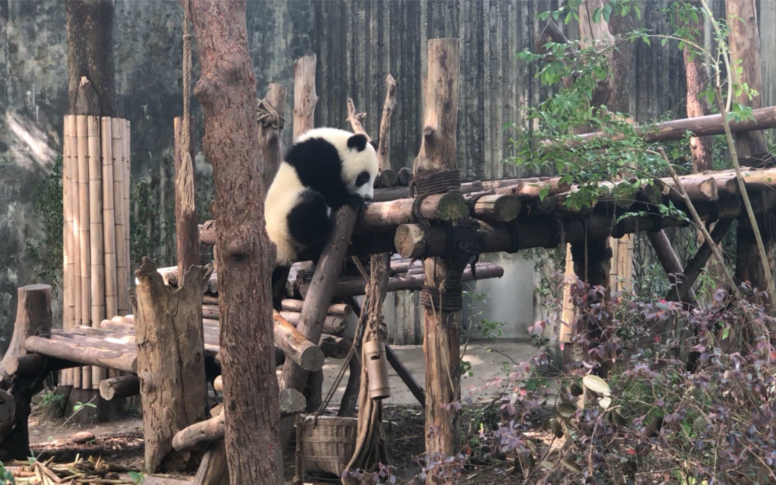 梯子panda，梯子加速器app