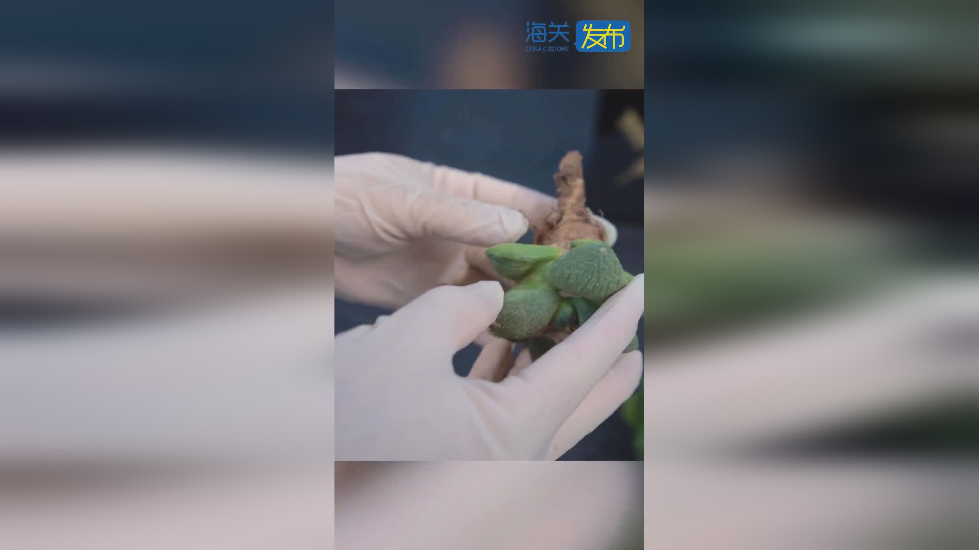 寄吃的会被海关扣了，邮寄被海关扣了多长时间能取出