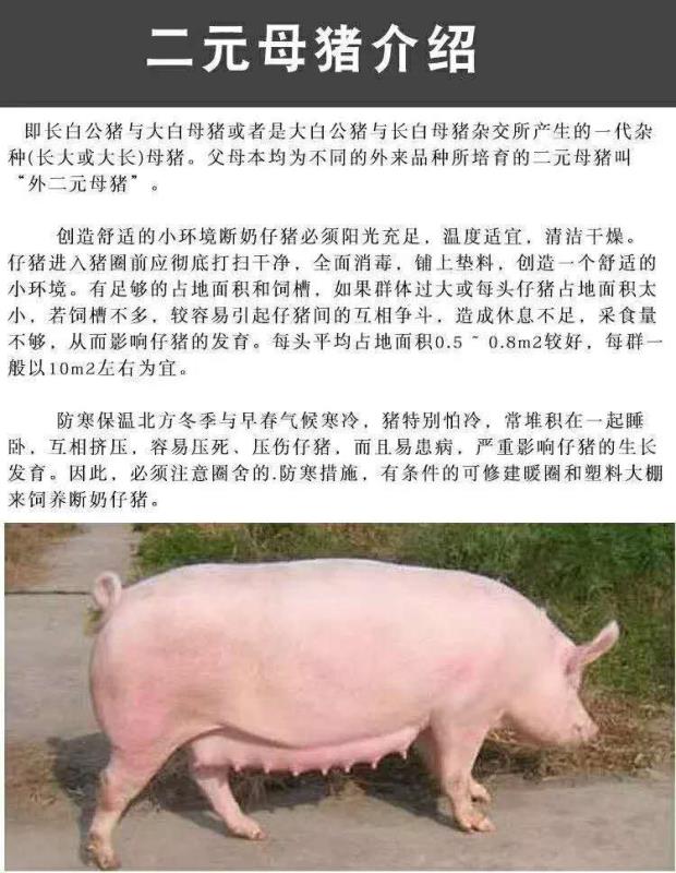 今期六字出玄机,三条蛇仔缠大猪,今期六字出玄机,三条蛇仔缠大猪打一正确生肖