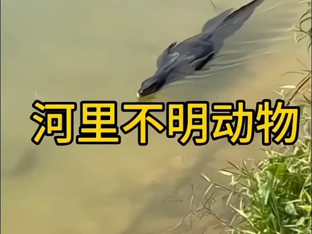 水满金山是什么动物,水满金山是什么动物有哪几肖