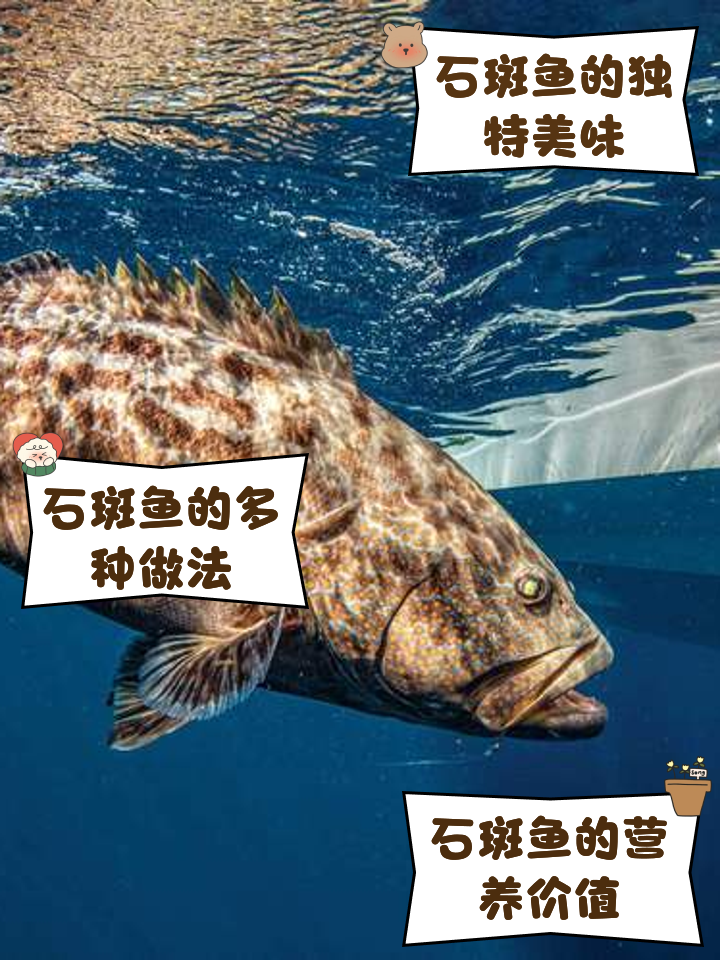 石斑鱼,石斑鱼做法