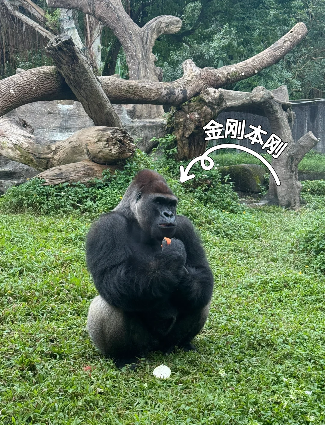 feg猩猩币怎么不见了的简单介绍