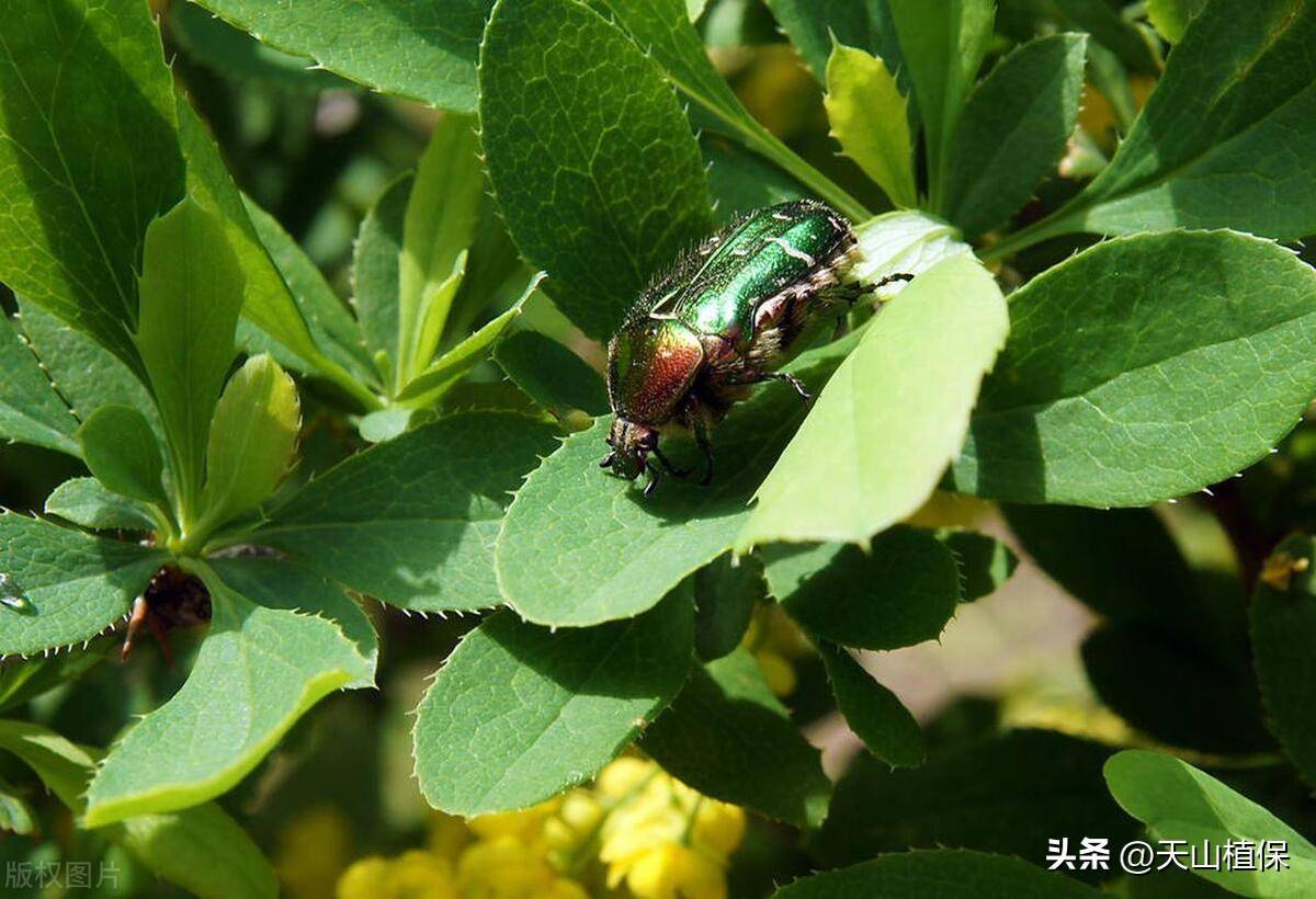 包含杀一只金龟子判几年的词条